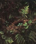 Fidelia Bridges Bird\'s Nest and Ferns oil painting